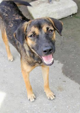 Kaldırımda ağzı açık duran bir köpeğin fotoğrafı. Betonun üzerinde duran bir köpek var..