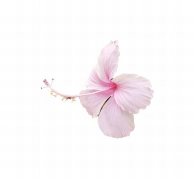 Beyaz arka planı olan pembe bir çiçeğin fotoğrafı. Suda yüzen pembe bir çiçek var..