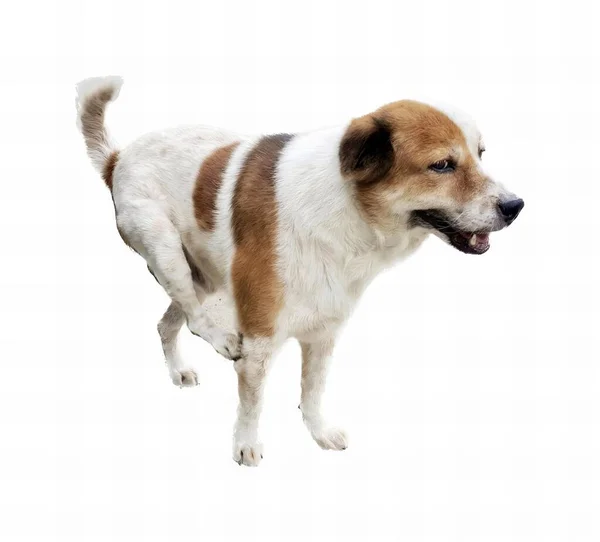白い表面に立っている犬の写真です 白い表面に立っている犬がいます — ストック写真