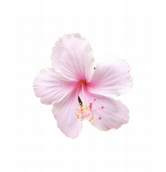Una Fotografia Fiore Rosa Con Uno Sfondo Bianco Fiore Rosa — Foto Stock