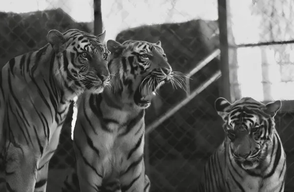 Uma Fotografia Três Tigres Lado Outro Uma Gaiola Três Tigres — Fotografia de Stock