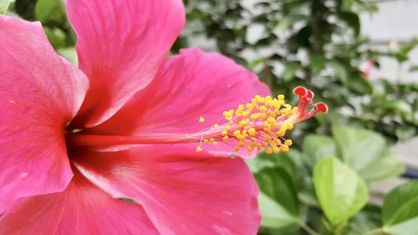 Фотография Розового Цветка Жёлтой Тычиной Саду Расцветает Розовый Цветок — стоковое фото