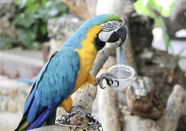 Фотографія Папуги Сидить Гілці Пластиковою Чашкою Яскраво Кольоровий Папуга Просочений — стокове фото