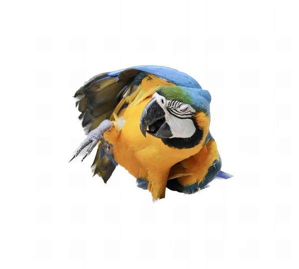 一只五彩斑斓的鹦鹉在空中飞翔的照片 一只蓝色和黄色的羽毛在空中飞翔的鹦鹉 — 图库照片