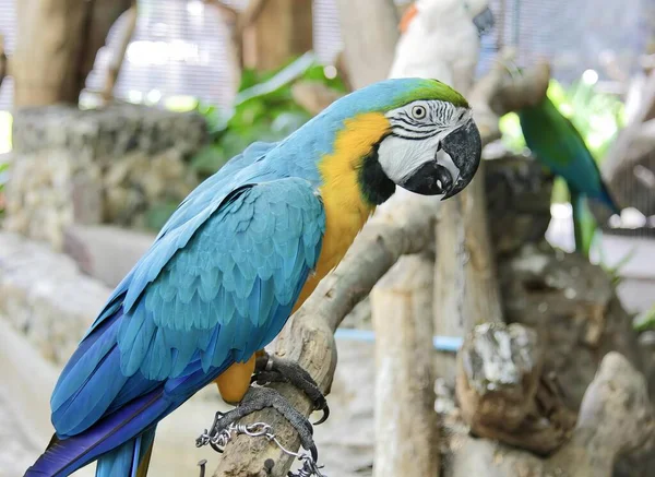 Fotografia Papugi Siedzącej Gałęzi Ptakiem Tle Dwie Papugi Siedzą Gałęzi — Zdjęcie stockowe
