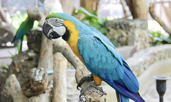 Фотография Попугая Сидящего Ветке Зоопарке Синего Желтого Попугая Сидящего Ветке — стоковое фото