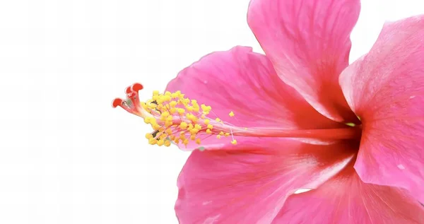 a photography of a pink flower with a white background, there is a pink flower that is in the middle of a white background.