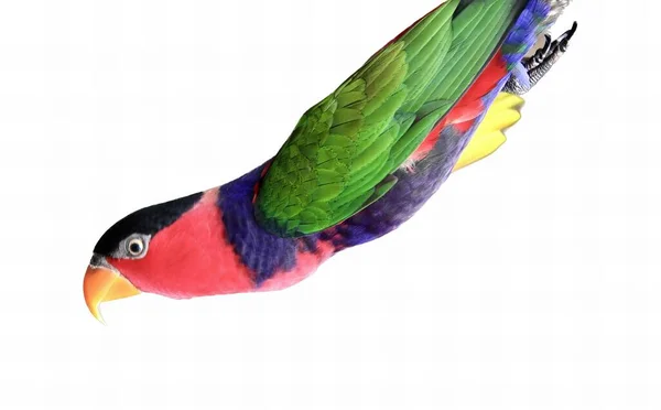 一只五彩斑斓的鸟儿在空中飞翔的照片 色彩艳丽的鸟儿展翅飞翔在空中 — 图库照片