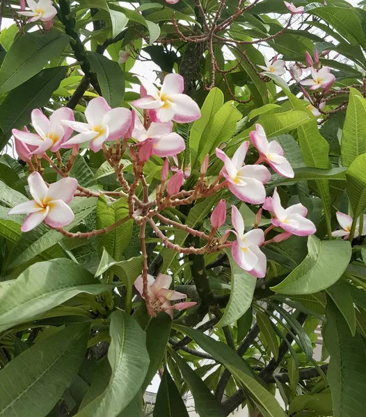 Eine Fotografie Eines Baumes Mit Rosa Blüten Und Grünen Blättern — Stockfoto