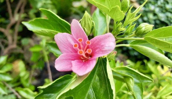 Una Fotografia Fiore Rosa Con Foglie Verdi Sullo Sfondo Fiore — Foto Stock