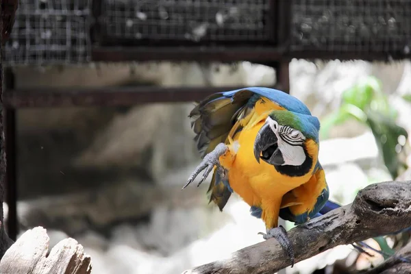 Ett Fotografi Färgglad Fågel Som Sitter Gren Ett Zoo Det — Stockfoto