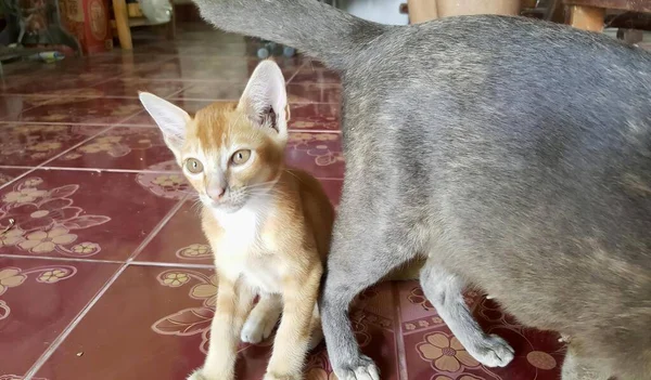 一只猫和一只猫站在瓷砖地板上的照片 两只猫相邻地站在瓷砖地板上 — 图库照片