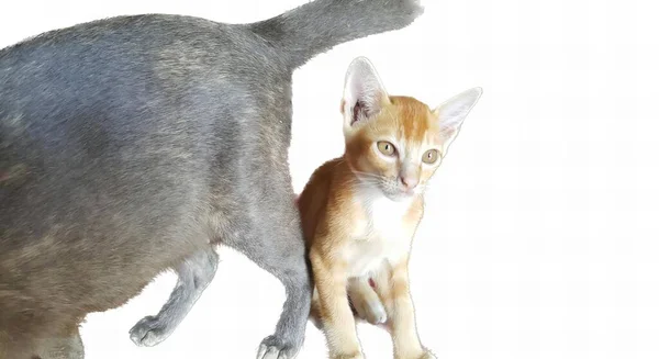 Eine Fotografie Einer Katze Und Eines Hundes Stehen Zusammen Eine — Stockfoto