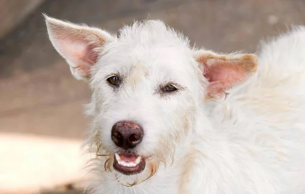 Fotografii Białego Psa Czarnym Nosem Uszami Jest Biały Pies Który — Zdjęcie stockowe