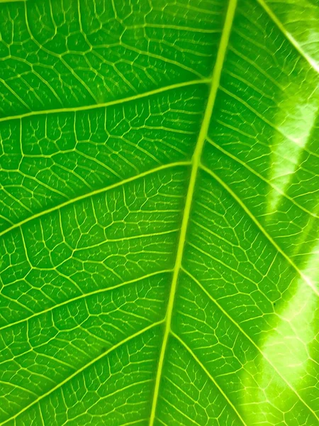 Photography Close Leaf Green Background Close Green Leaf Very Thin — Stock Photo, Image