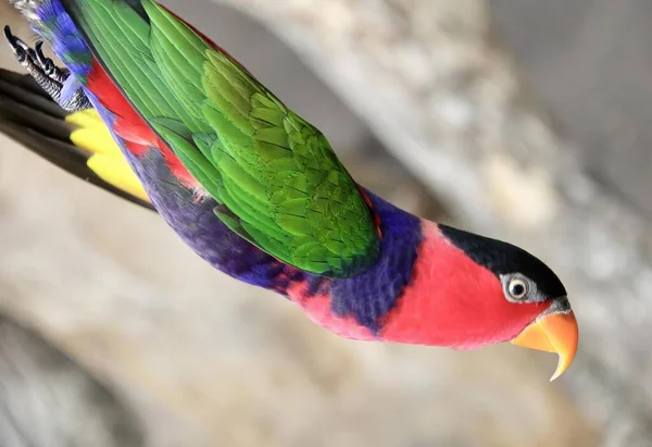 Photography Colorful Bird Long Beak Brightly Colored Bird Long Beak — Stock Photo, Image