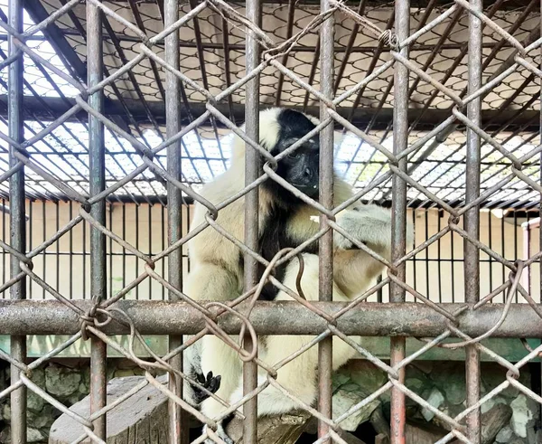 Eine Fotografie Eines Affen Einem Käfig Mit Einem Stofftier Gibt — Stockfoto