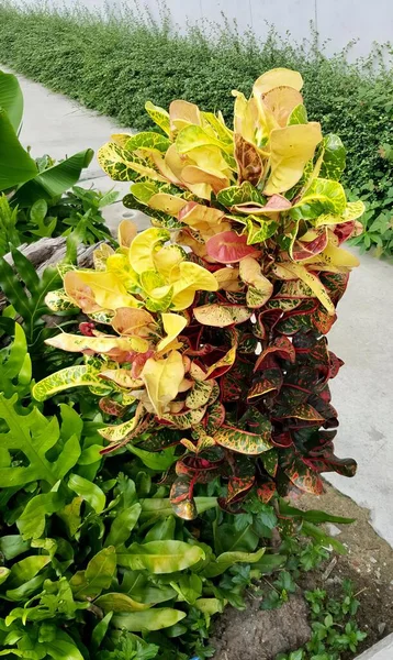 Eine Fotografie Einer Pflanze Mit Gelben Und Roten Blättern Einem — Stockfoto