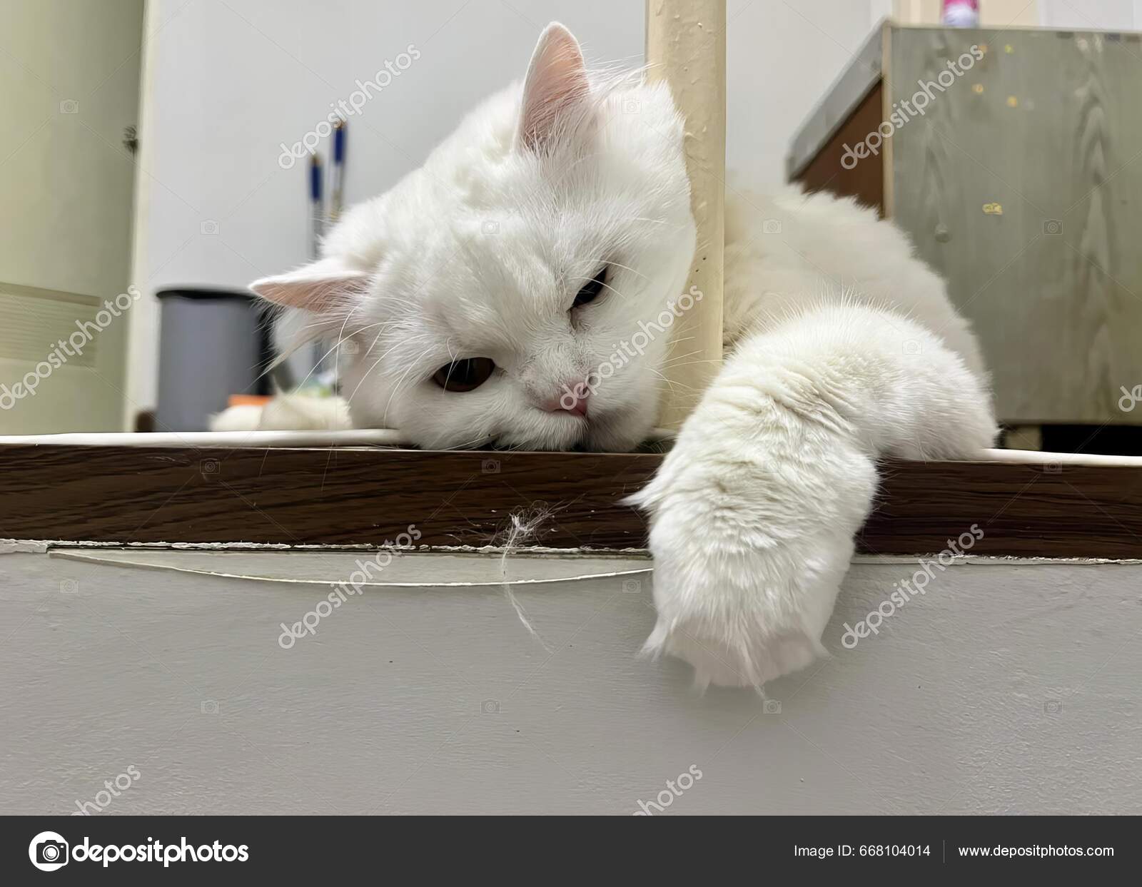Μια Φωτογραφία Μιας Λευκής Γάτας Ξαπλωμένης Ένα Περβάζι Πόδια Της —  Φωτογραφία Αρχείου © speedphoto #668104014