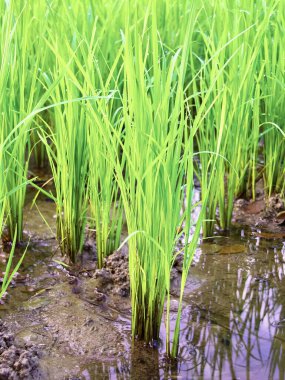Çamurlu bir tarlada büyüyen bir sürü yeşil bitki var..