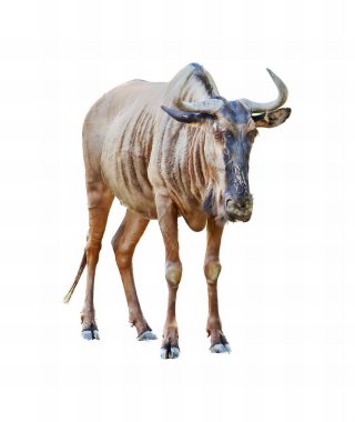 Boynuzları beyaz bir yüzeyde duran büyük bir hayvanın fotoğrafı. Çimlerin üzerinde duran büyük bir hayvan var..