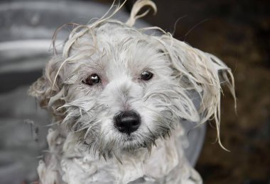 Su dolu kovada oturan ıslak bir köpeğin, ıslak saçlı bir kovada oturan bir köpeğin fotoğrafı..