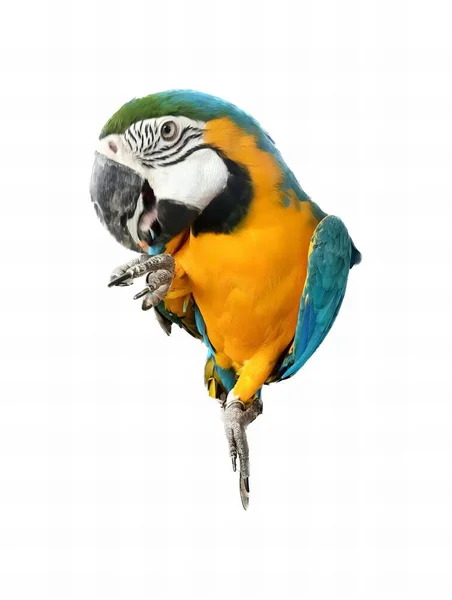 Fotografie Barevného Papouška Otevřenou Tlamou Roztaženými Křídly Papouška Modrým Žlutým — Stock fotografie