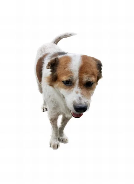 Uma Fotografia Cão Está Correndo Olhando Para Câmera Cão Que — Fotografia de Stock