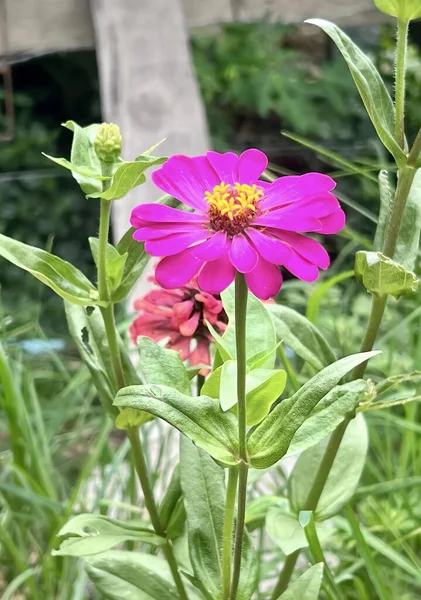 Bahçede Ahşap Bir Bankta Pembe Bir Çiçeğin Fotoğrafı Var Çimenlerde — Stok fotoğraf