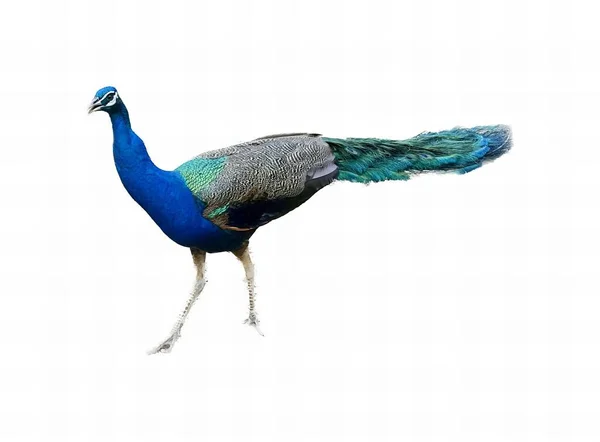 Eine Fotografie Eines Pfaus Mit Blauem Schwanz Und Grünem Schwanz — Stockfoto