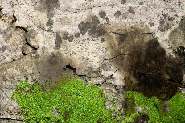 Bir Kaya Duvarında Büyüyen Yeşil Bir Yosun Üzerinde Yosun Büyüyen — Stok fotoğraf