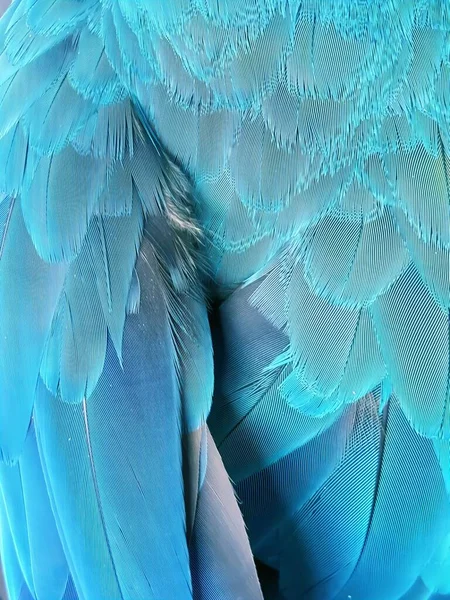 Фотография Крупным Планом Перьев Голубой Птицы Крупным Планом Голубой Зеленой — стоковое фото