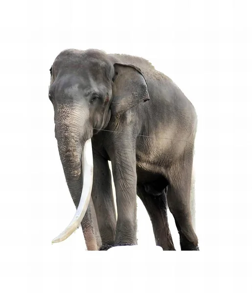 Una Fotografía Elefante Con Colmillos Pie Frente Fondo Blanco Hay — Foto de Stock