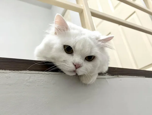 Una Fotografía Gato Blanco Está Mirando Por Encima Una Cornisa — Foto de Stock