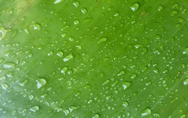 緑色の葉を水滴で覆い 緑色の葉の近くに 水滴が付いています — ストック写真