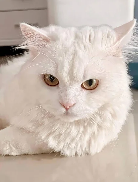 Tezgahın Üstünde Yatan Beyaz Bir Kedinin Fotoğrafı Yerde Yatan Beyaz — Stok fotoğraf