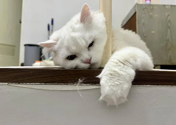 Μια Φωτογραφία Μιας Λευκής Γάτας Ξαπλωμένης Ένα Περβάζι Πόδια Της — Φωτογραφία Αρχείου