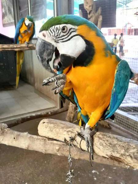 Fotografia Papugi Siedzącej Gałęzi Otwartymi Ustami Dwie Papugi Siedzą Gałęzi — Zdjęcie stockowe