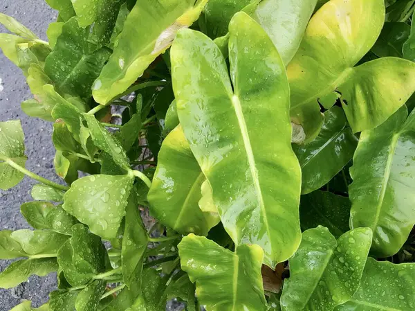Eine Fotografie Einer Pflanze Mit Grünen Blättern Und Wassertropfen Darauf — Stockfoto