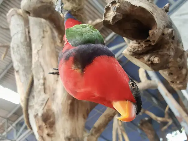 Фотография Птицы Красной Головой Зеленым Клювом Птица Сидящая Ветке Дерева — стоковое фото