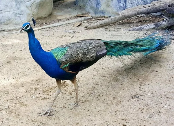 孔雀在泥土地上行走的照片 蓝色的尾巴和绿色的尾巴在泥土地上行走的照片 — 图库照片