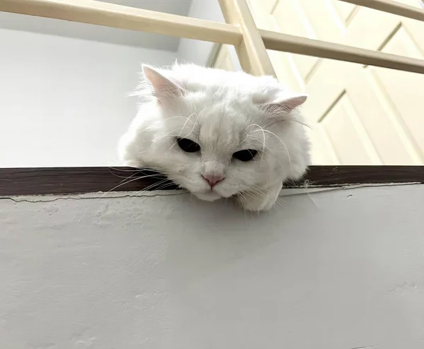 Μια Φωτογραφία Μιας Λευκής Γάτας Μπλε Μάτια Που Κοιτάζει Πάνω — Φωτογραφία Αρχείου