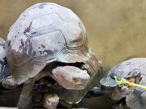 Фотография Двух Черепах Поедающих Кусок Зеленого Листа Две Черепахи Которые — стоковое фото