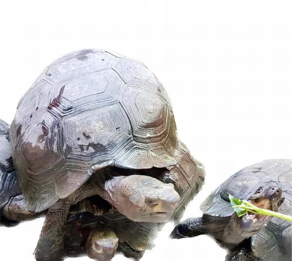 Kaplumbağa Kaplumbağanın Bir Bitkiyi Yemesi Bir Bitkiyi Birlikte Yiyen Iki — Stok fotoğraf