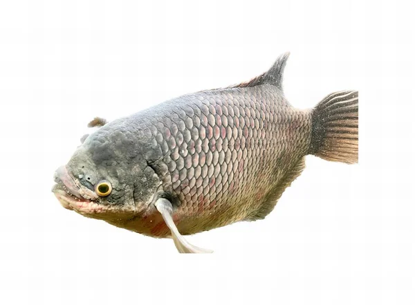 Ett Fotografi Fisk Med Mycket Stor Mun Och Lång Svans — Stockfoto