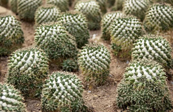Fotografia Kilku Roślin Kaktusa Pustyni Zbliżenie Kilku Małych Roślin Kaktusa — Zdjęcie stockowe