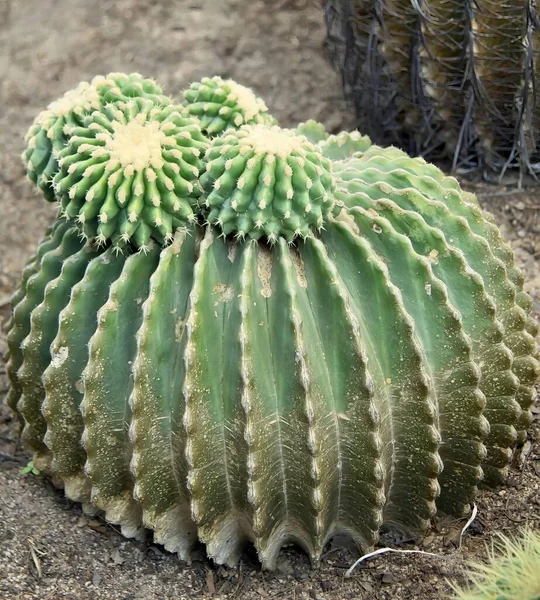 Fotografering Kaktus Växt Med Grön Och Gul Blomma Det Finns — Stockfoto