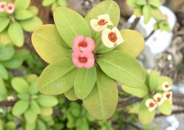 Pembe Yapraklı Yeşil Yapraklı Bir Çiçeğin Fotoğrafı Üzerinde Yeşil Yapraklar — Stok fotoğraf