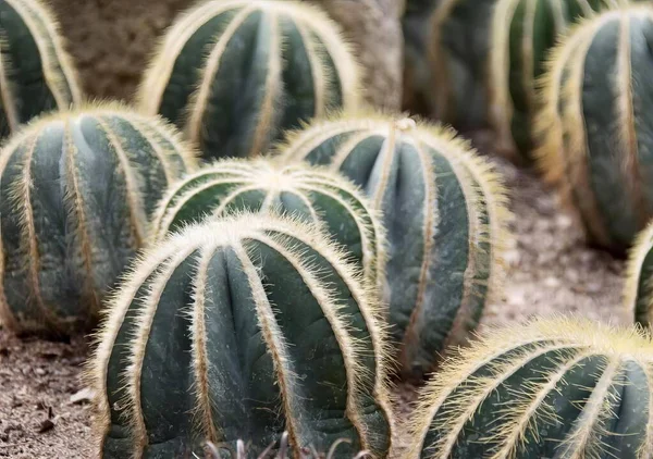 沙漠中一群仙人掌植物的照片 有许多小仙人掌植物生长在泥土中 — 图库照片