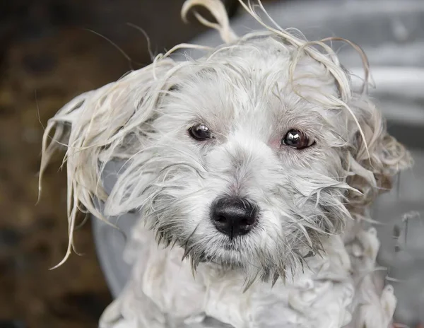 Kirli bir yüzle kovada oturan ıslak bir köpeğin, ıslak saçlı bir kovada oturan bir köpeğin fotoğrafı..